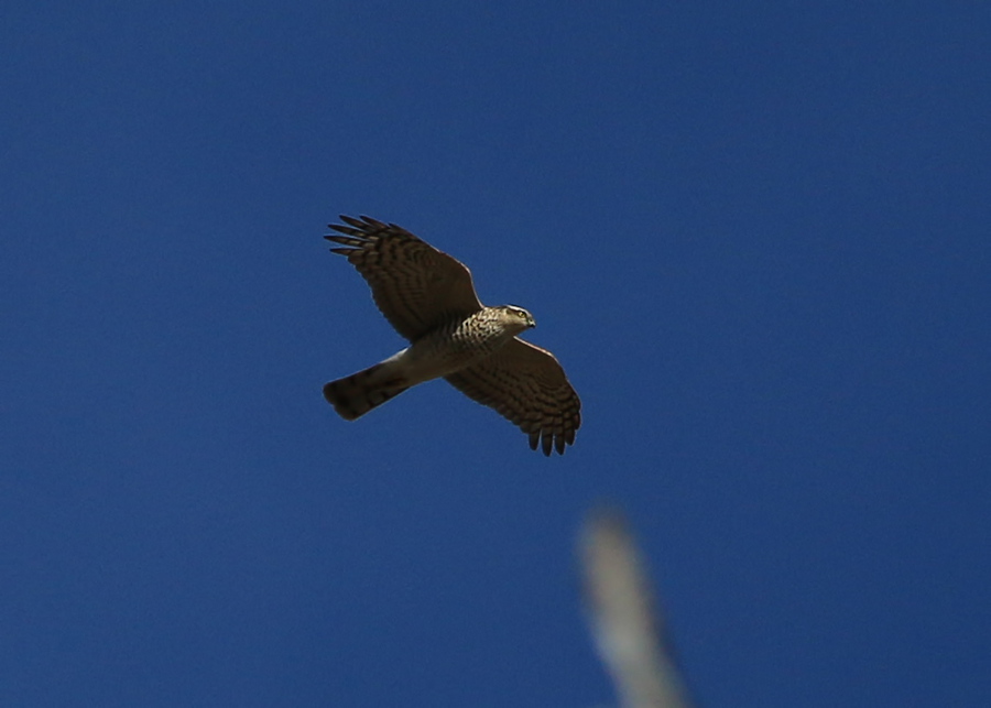 Eurasian Sparrowhawk