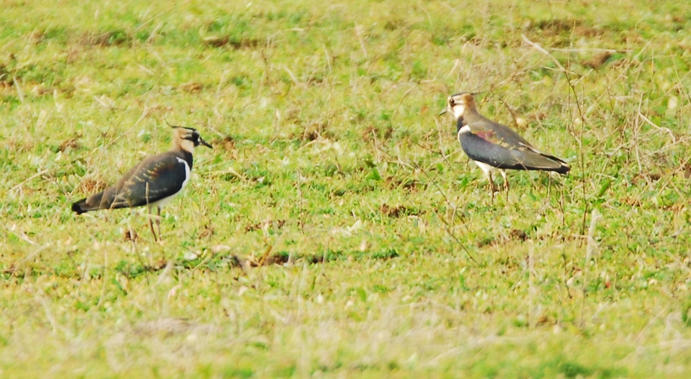 Northern Lapwing