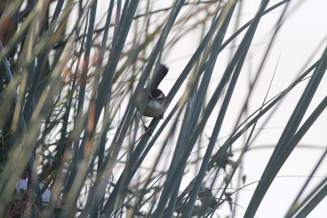 Moustached Warbler