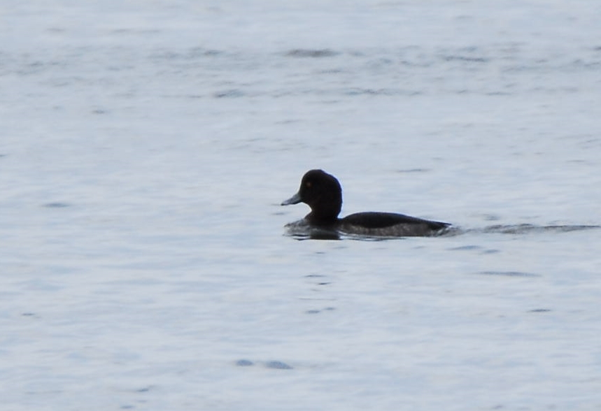 Tufted Duck