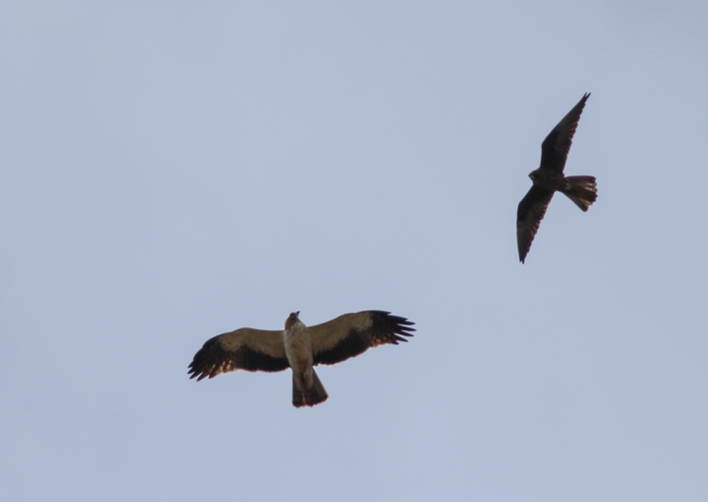 Booted Eagle