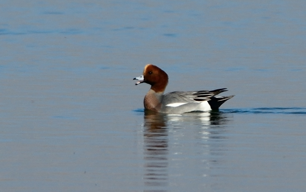Eurasian Wigeon