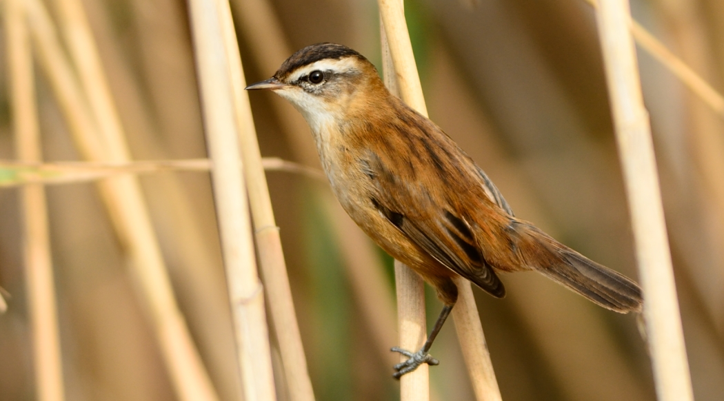 Moustached Warbler