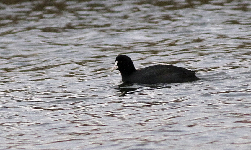 Eurasian Coot