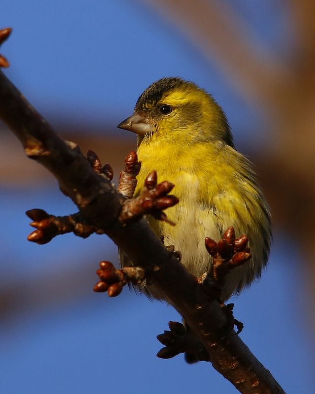 Eurasian Siskin