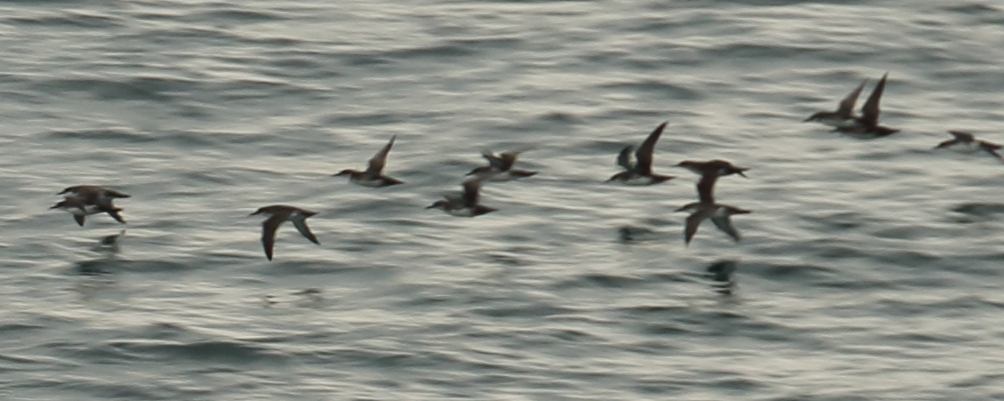 Yelkouan Shearwater