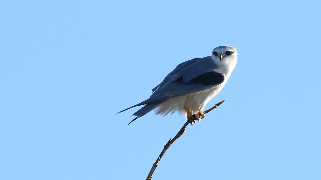 Black-winged Kite