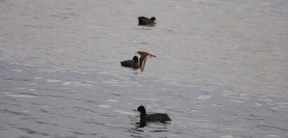 Common Sandpiper