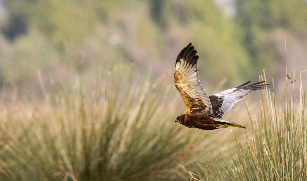 Western Marsh Harrier