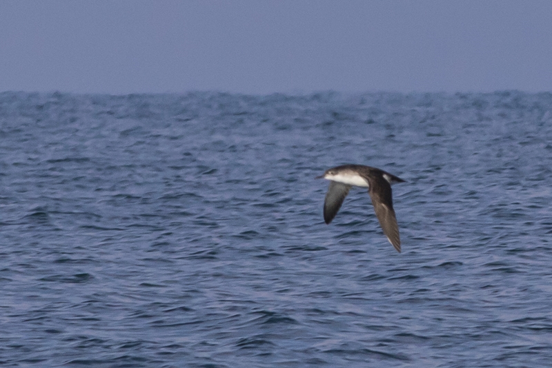 Yelkouan Shearwater