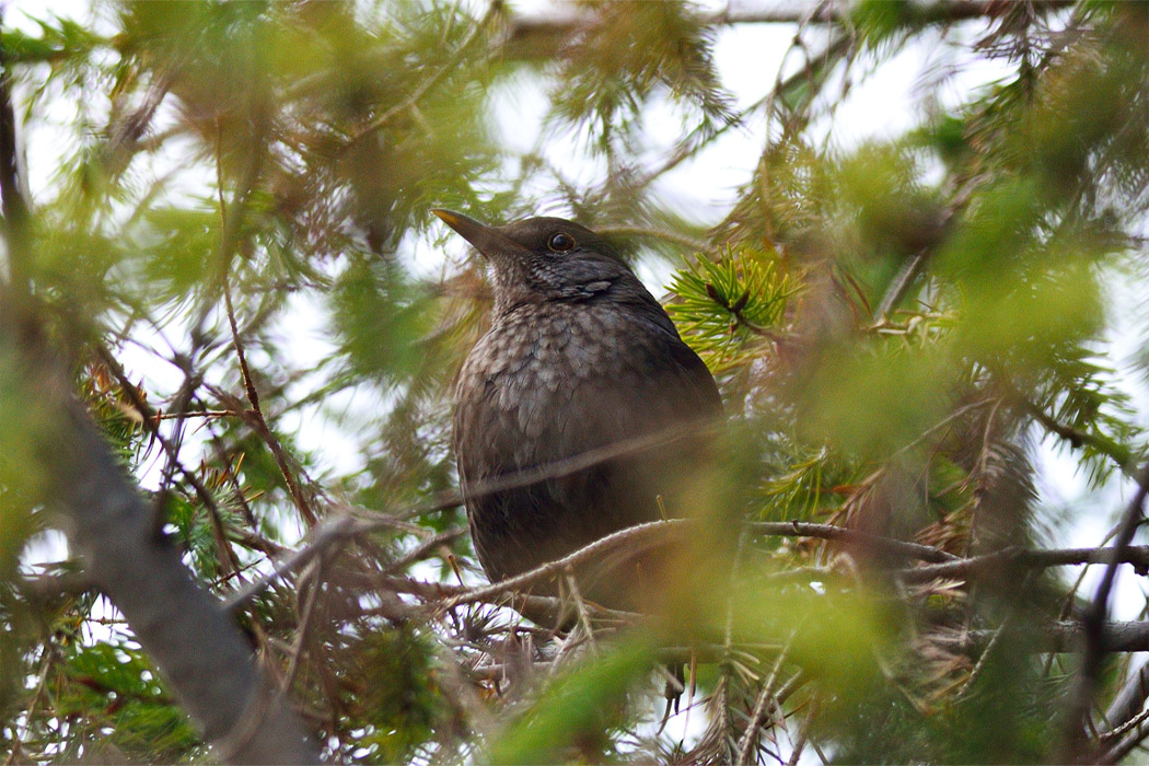 Common Blackbird