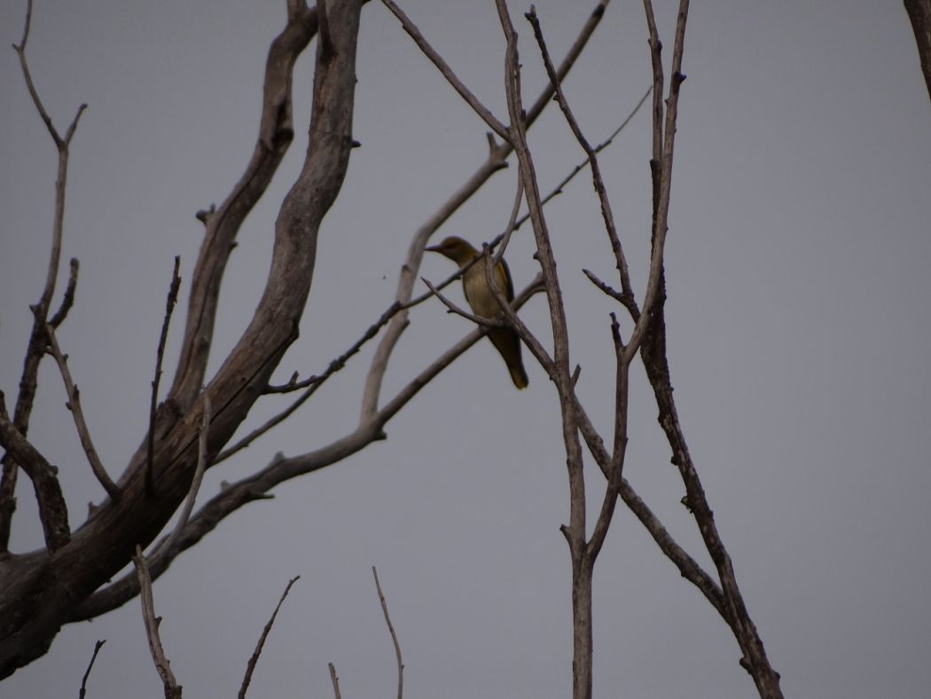 Eurasian Golden Oriole