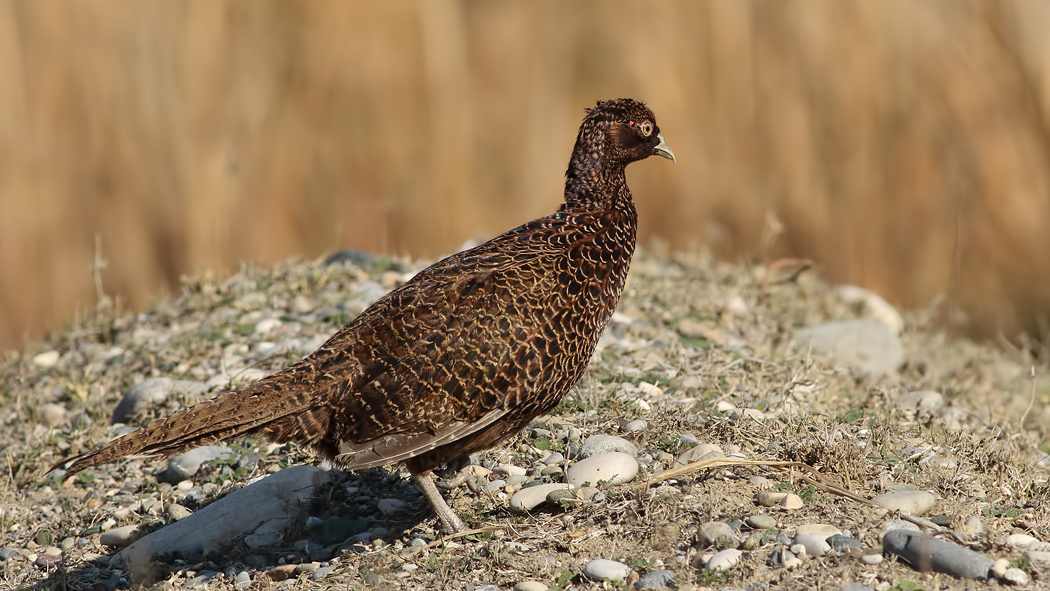 Common Pheasant