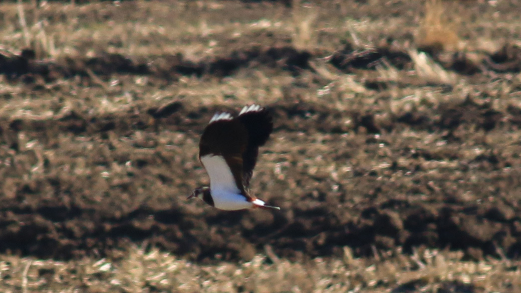 Northern Lapwing
