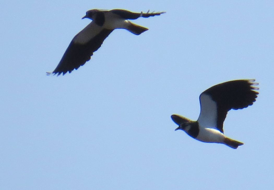 Northern Lapwing
