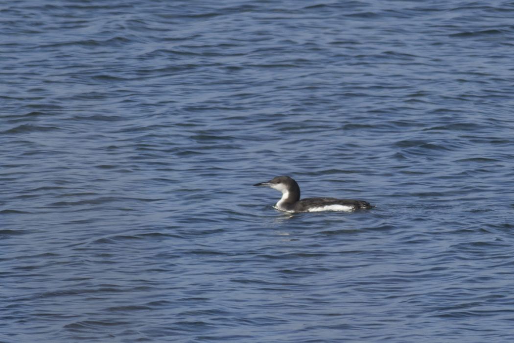 Black-throated Loon
