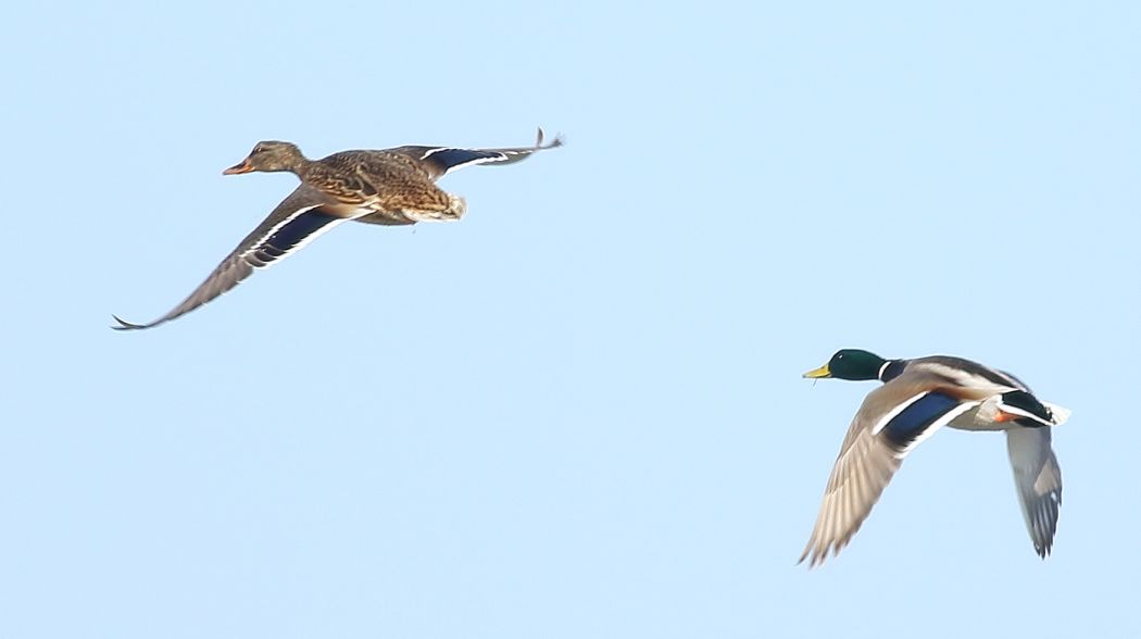 Mallard