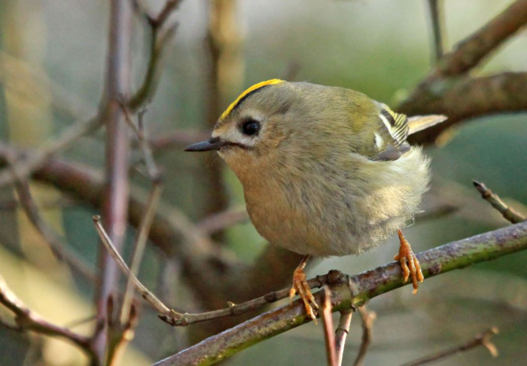 Goldcrest