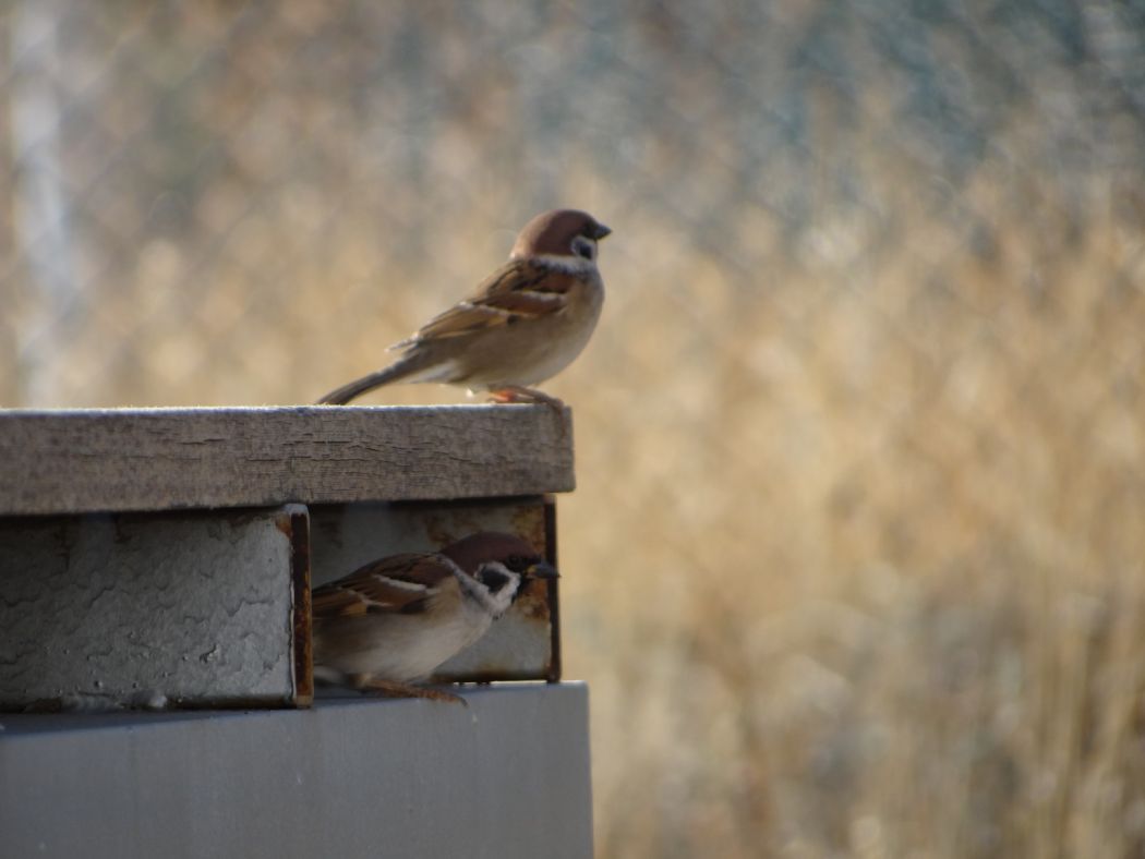 Eurasian Tree Sparrow