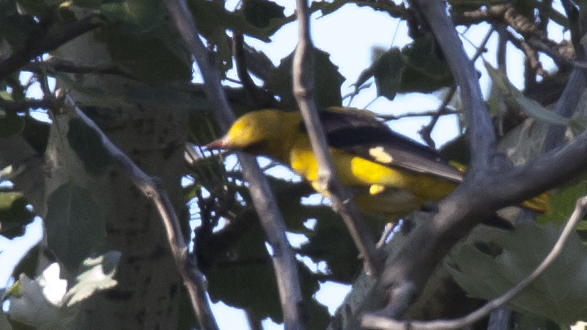 Eurasian Golden Oriole