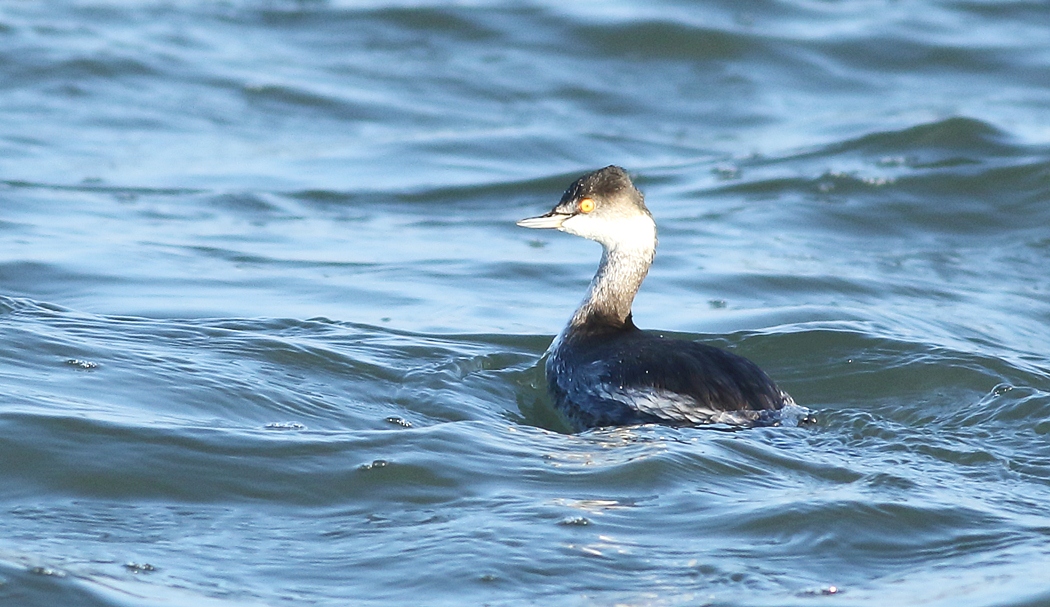Black-necked Grebe