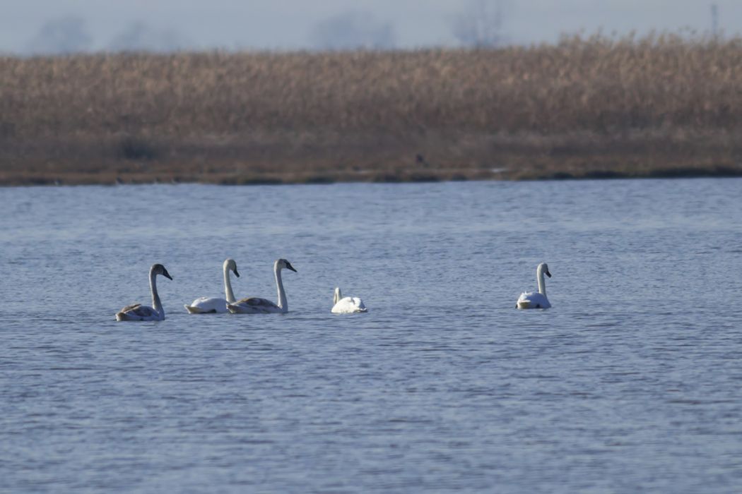 Mute Swan