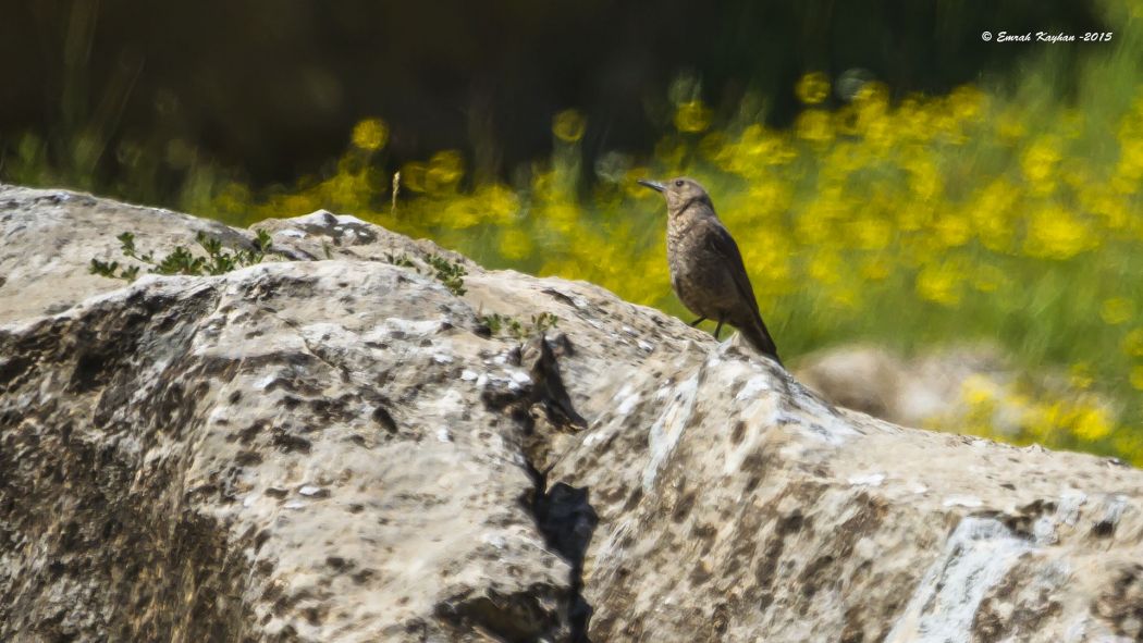 Blue Rock Thrush