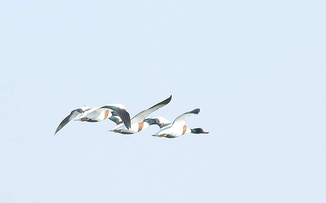 Common Shelduck