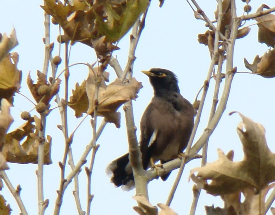 Common Myna
