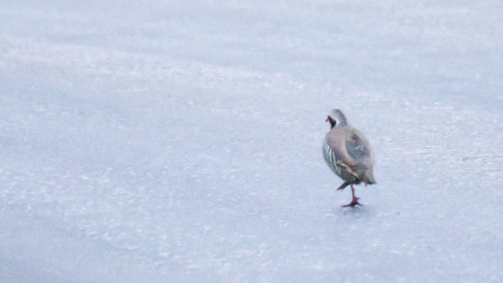 Chukar Partridge