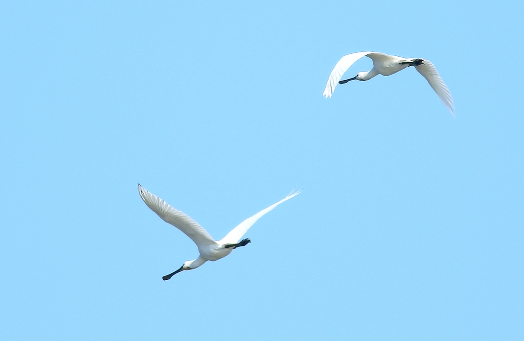 Eurasian Spoonbill