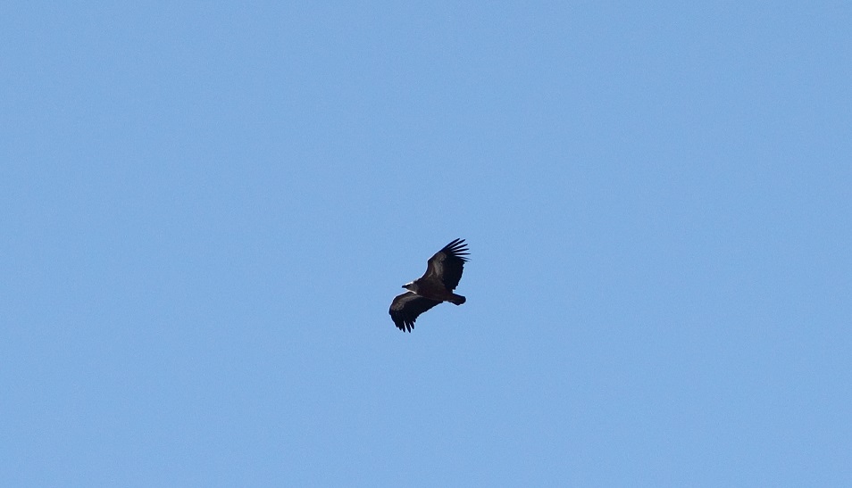 Griffon Vulture