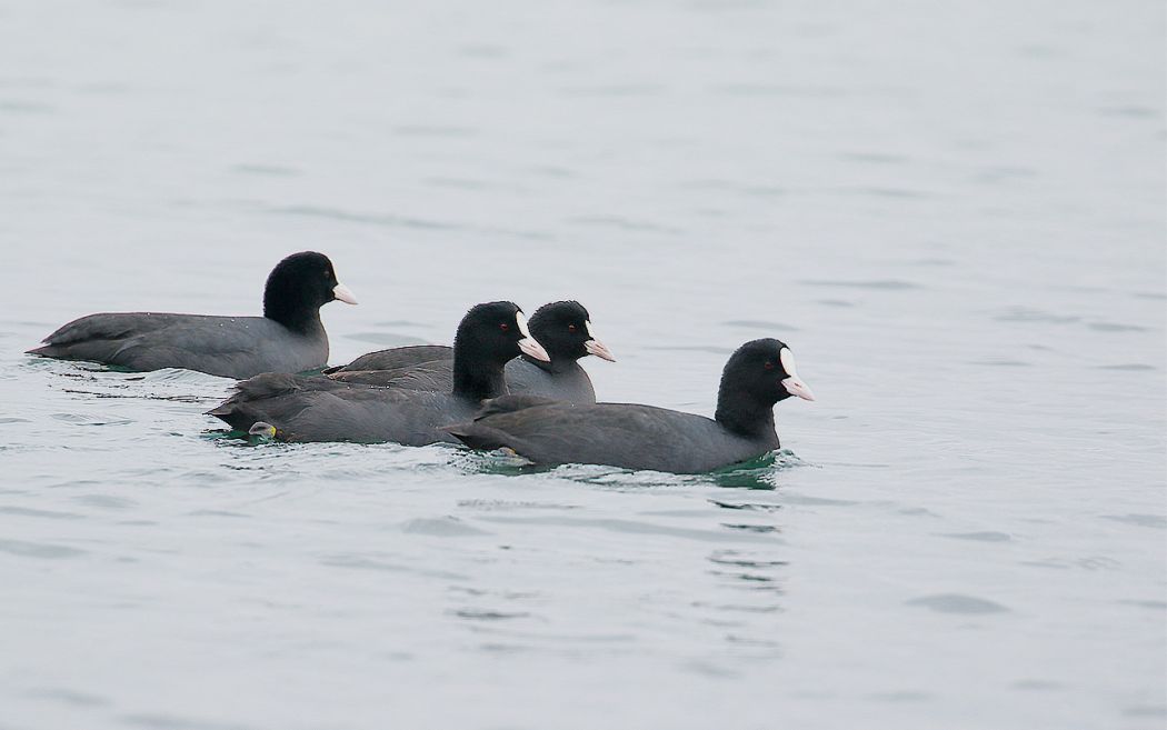 Eurasian Coot
