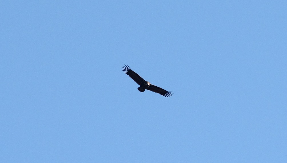 Cinereous Vulture
