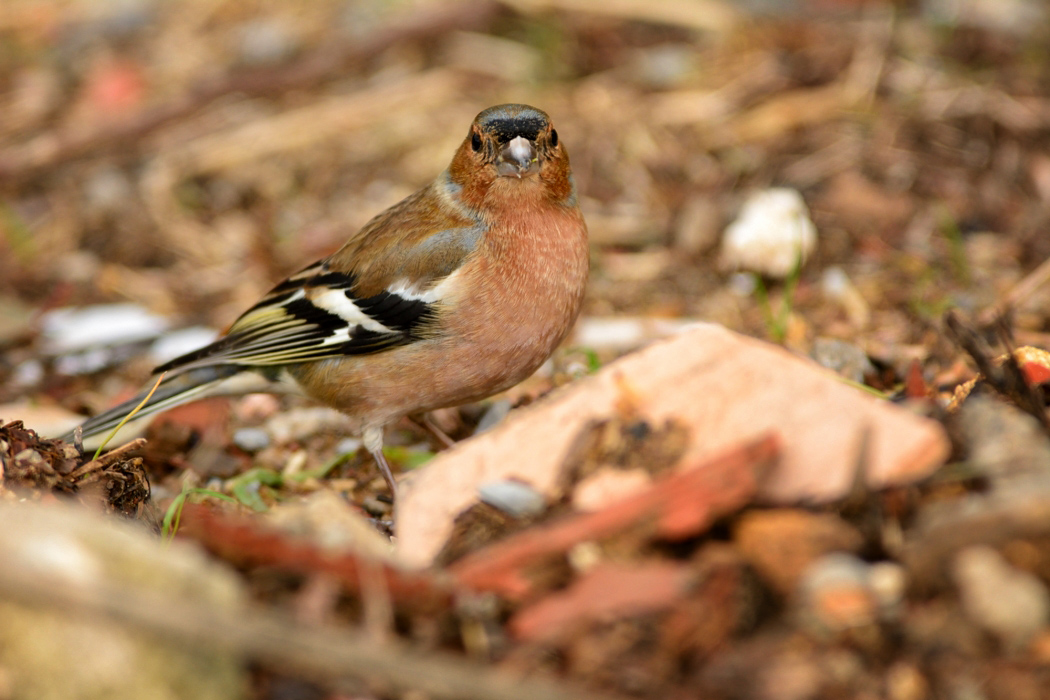 Eurasian Chaffinch