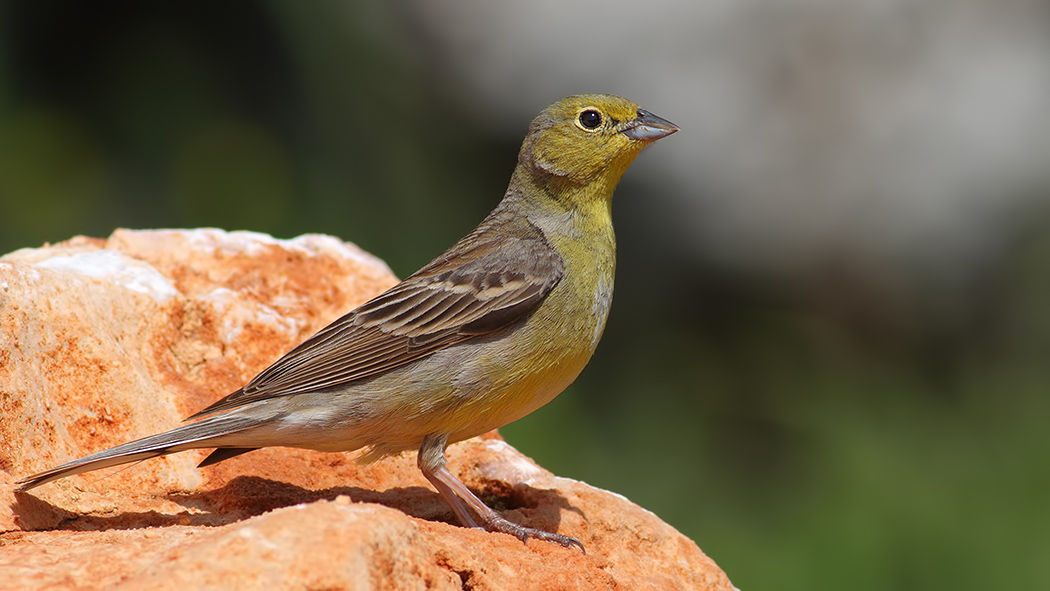 Cinereous Bunting