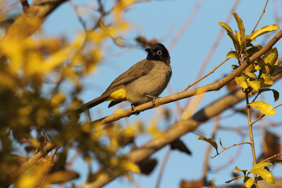 White-spectacled Bulbul