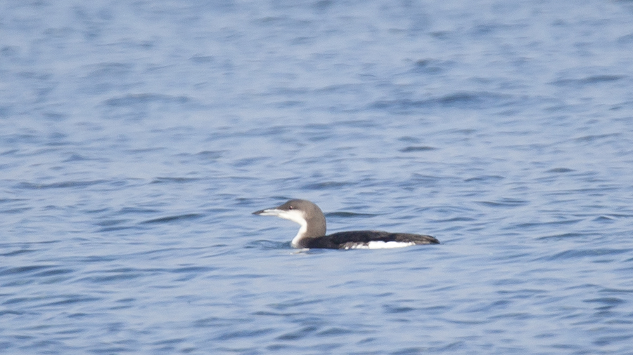 Black-throated Loon