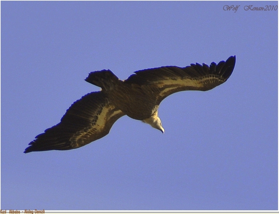 Griffon Vulture