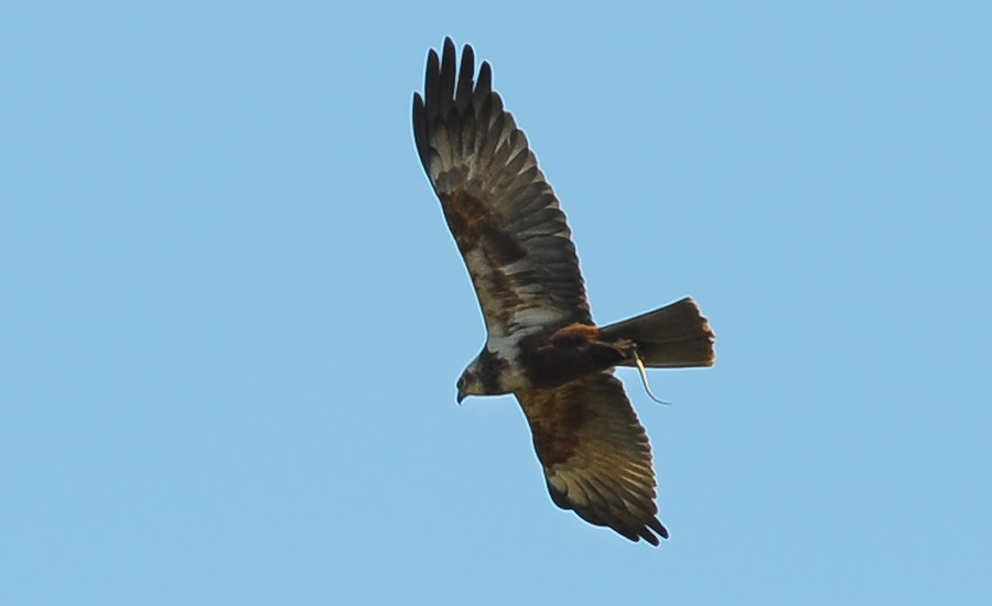 Western Marsh Harrier