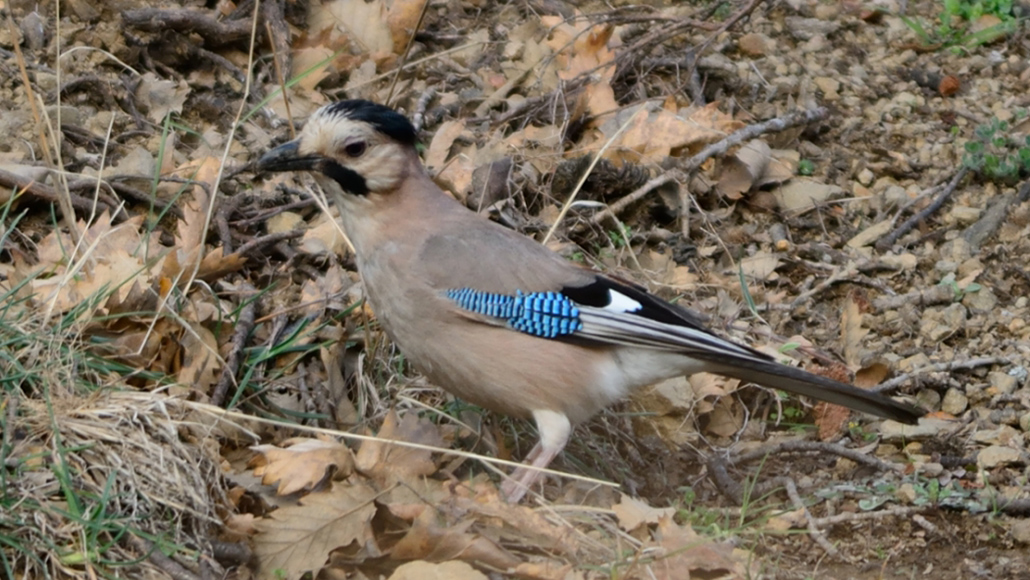 Alakarga