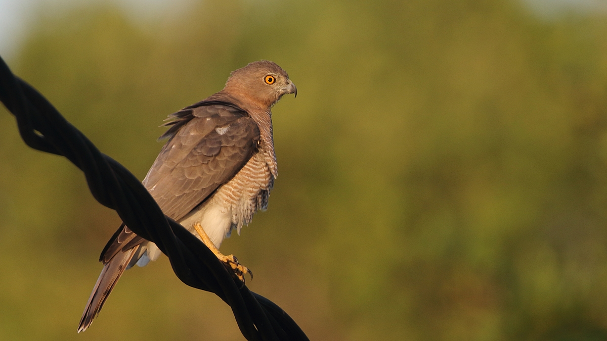 Shikra