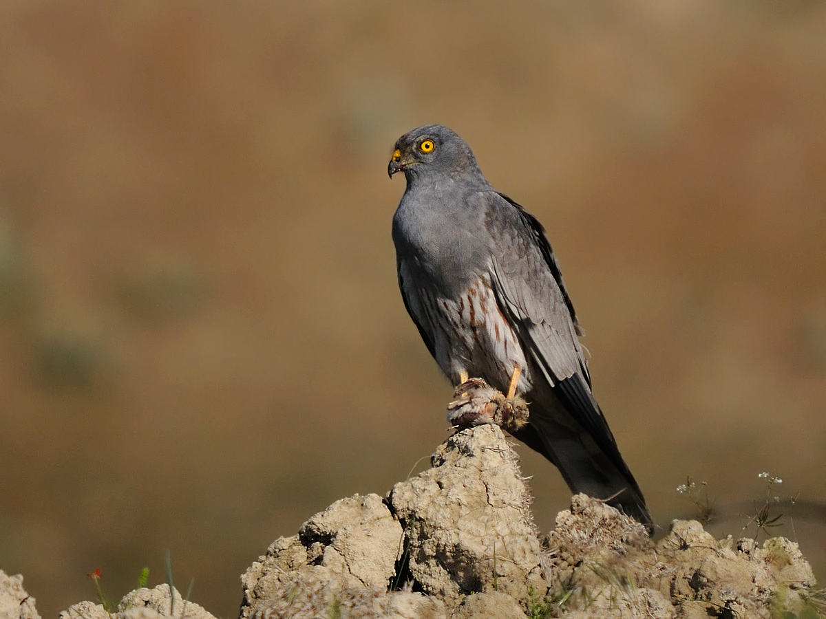 Montagu`s Harrier