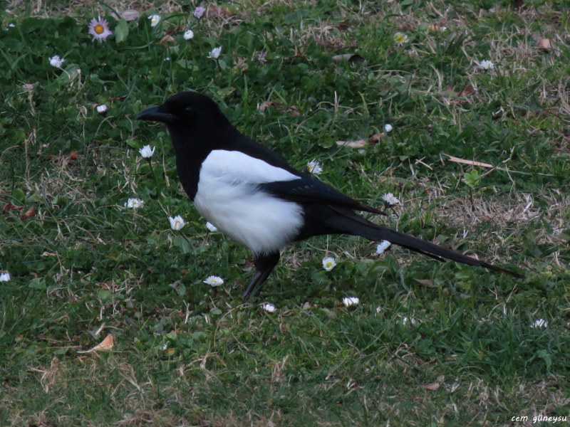 Eurasian Magpie