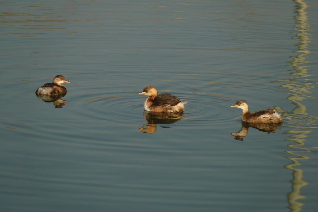 Little Grebe