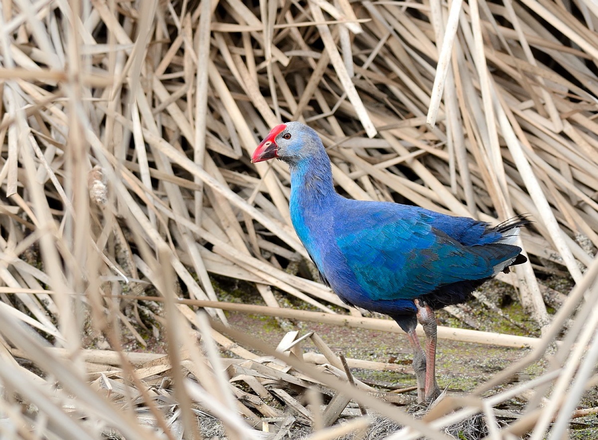 Grey-headed Swamphen