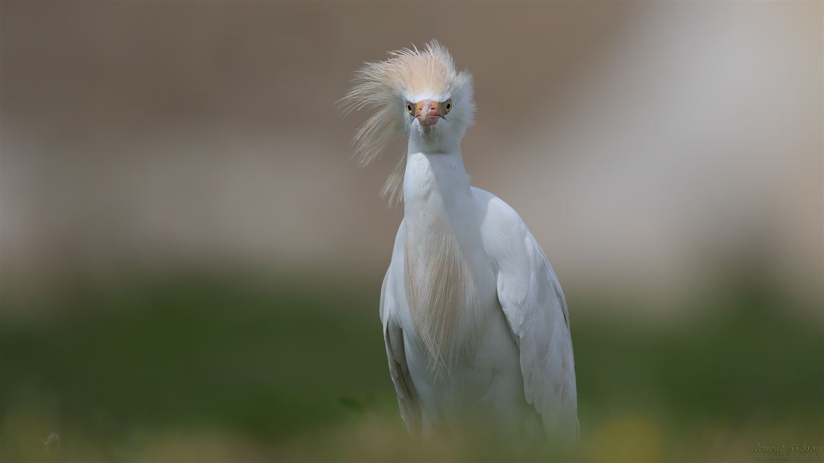 Western Cattle Egret