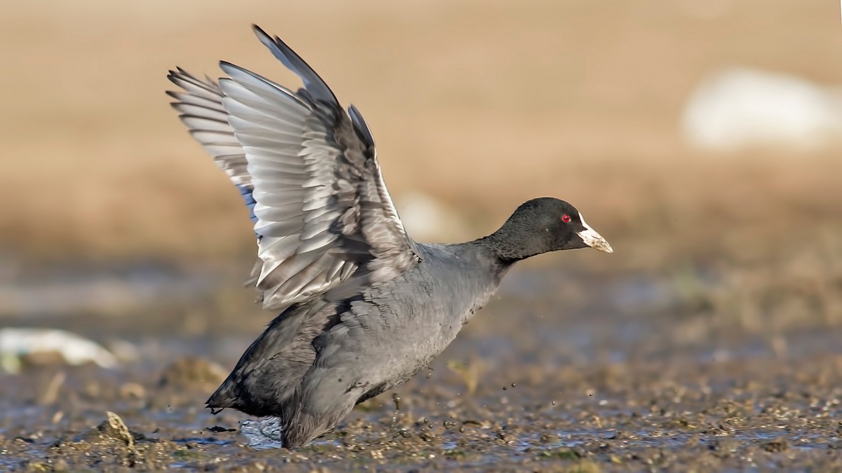 Eurasian Coot