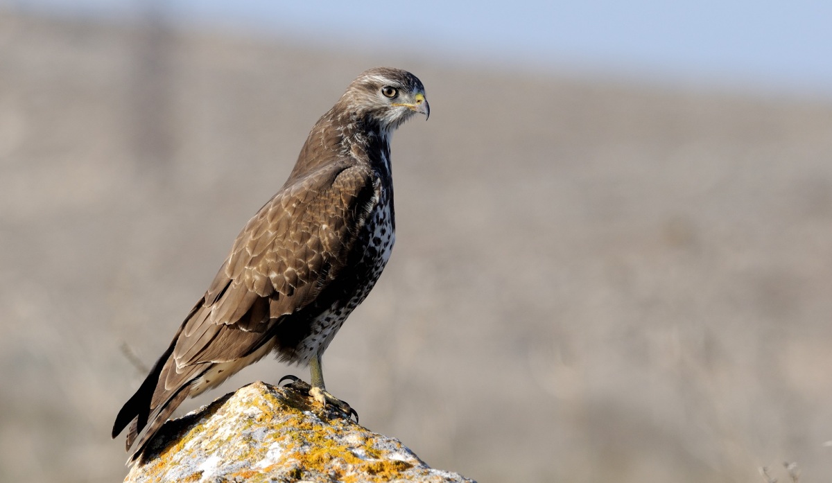Common Buzzard