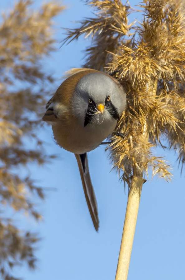 Bearded Reedling